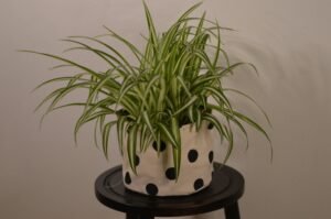 Best indoor plant: spider plant