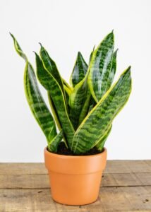 Snake plant: Best indoor plant for every climate 